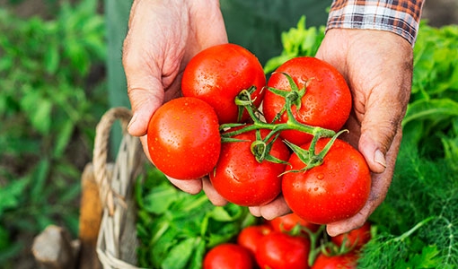No Dia do Tomate, conheça as curiosidades e benefícios da fruta