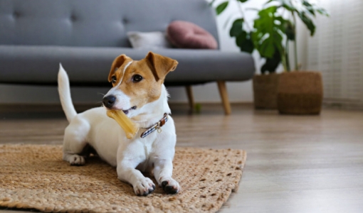 5 dicas para uma boa convivncia com cachorro em apartamento 